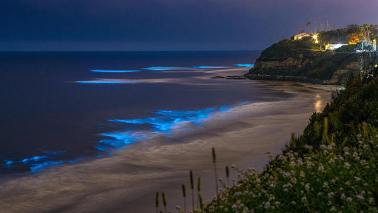 Explore India’s Enchanting Bioluminescent Beaches: A Magical Nighttime Phenomenon